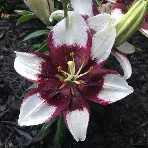 Meet your Posher, Jude